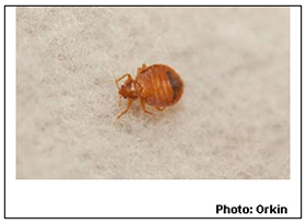 Chicago Tops Orkin's List Of 'Bed Bug Cities' For 2014 - Pest Control ...