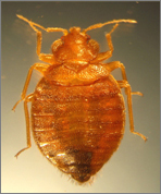 EPA And CDC Issue Joint Statement On Bed Bug Control - Pest Control ...