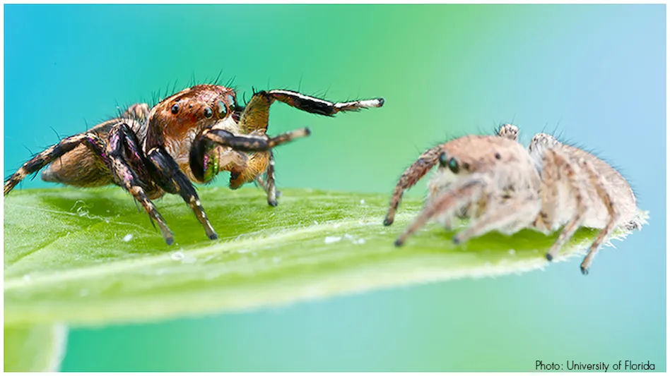 Jumping Spiders Nurse Offspring Nearly to Adulthood  American Association  for the Advancement of Science (AAAS)
