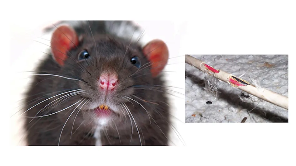 Rat Exterminator Cost - A Complete Guide to Rodent Extermination