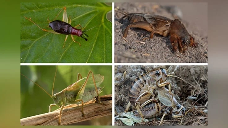 Diverse singing lineages within the suborder Ensifera date back more than 300 million years. Clockwise from top left: cricket, mole cricket, grig and katydid