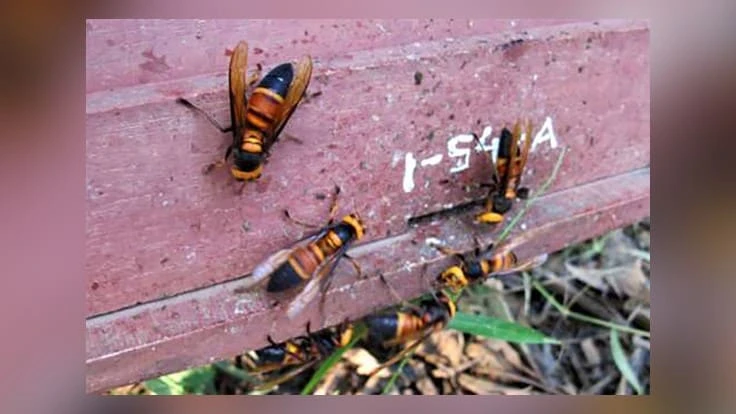 Giant hornets chewing at a honey bee hive entrance with few dung spottings.