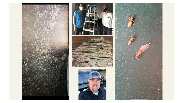 Jason Boone (bottom center) and Dr. Chow-Yang Lee (pictured with Boone, top center) at a house with Formosan termites.