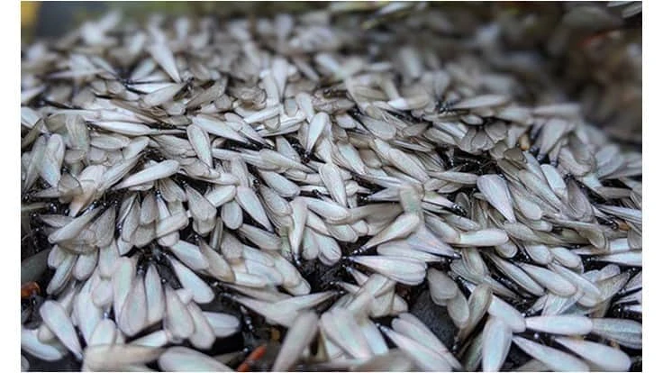 An autumn swarm event of putative species Reticulitermes hesperus, the western subterranean termite. 