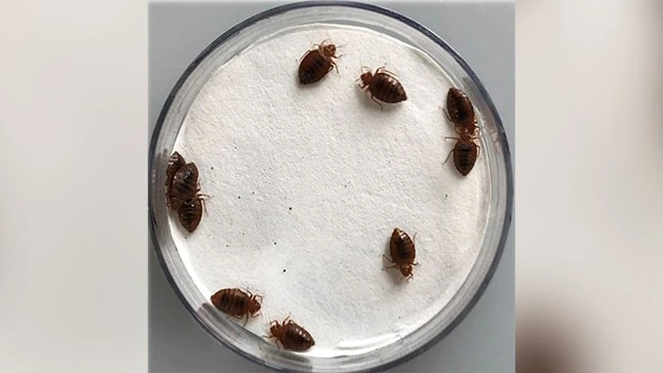 Bed bugs have become increasingly resistant to certain classes of synthetic pesticides. Purdue University researchers have uncovered mechanisms that make plant-based essential oils lethal for bed bugs especially in combination with synthetics, offering new options for control of this pest. 