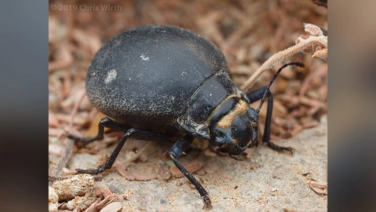 Purdue University entomologists are studying the Tenebrionidae beetle, found in southern Africa, which has a super hard exterior that keeps it safe from predator.