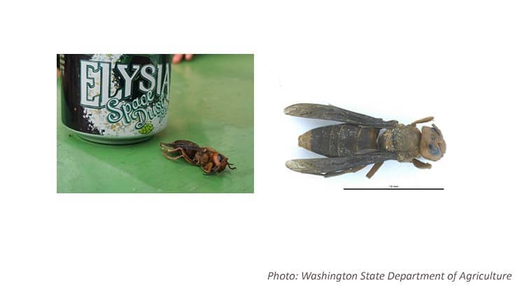 First Asian Giant Hornet Confirmed In Washington In 2021 Pest Control   AHR0cHM6Ly9naWVjZG4uYmxvYi5jb3JlLndpbmRvd3MubmV0L2ZpbGV1cGxvYWRzL2ltYWdlLzIwMjEvMDYvMjQvYWdod3NkYS5qcGc.a1zygTsyXHE 