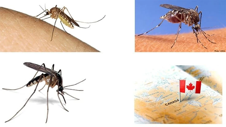 Top row (left to right): Culex and Aedes mosquitoes. Bottom row (left to right): Anopheles mosquito and Canada map.