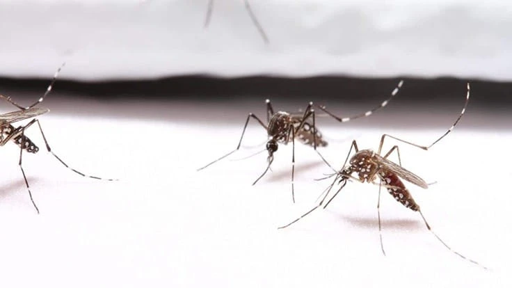 Mosquitoes landing on bite-resistant fabric during an in vivo bioassay in which they fail to probe through the fabric due to its small pore size. The proboscis bends when mosquitoes try to push through the fabric. 