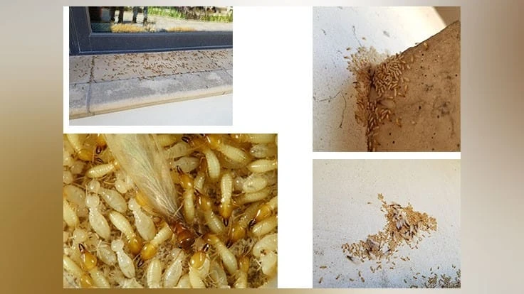 Formosan subterranean termites collected at a Rancho Santa Fe, California home.