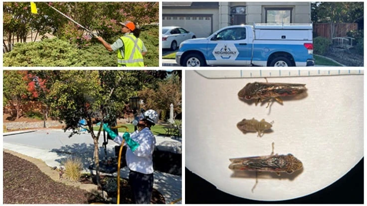 Upper left: A Solano County Department of Agriculture worker monitoring for the glassy-winged sharpshooter, bottom right (photos: Ed King, Solano County Department of Agriculture). Bottom left photo: A Neighborly Pest Management technician making a foliar application as part of management efforts.