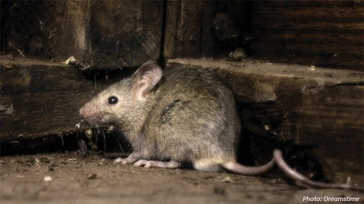 Norway Rat