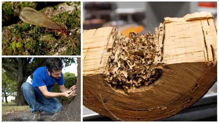 Top left: Termite alate of the Asian subterranean termite species. Bottom left: Thomas Chouvenc inspecting a tree for termites. Right: The inside of a tree trunk that has been infested by termites.