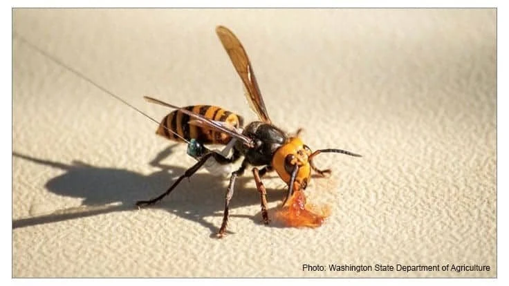 Asian-giant-hornet