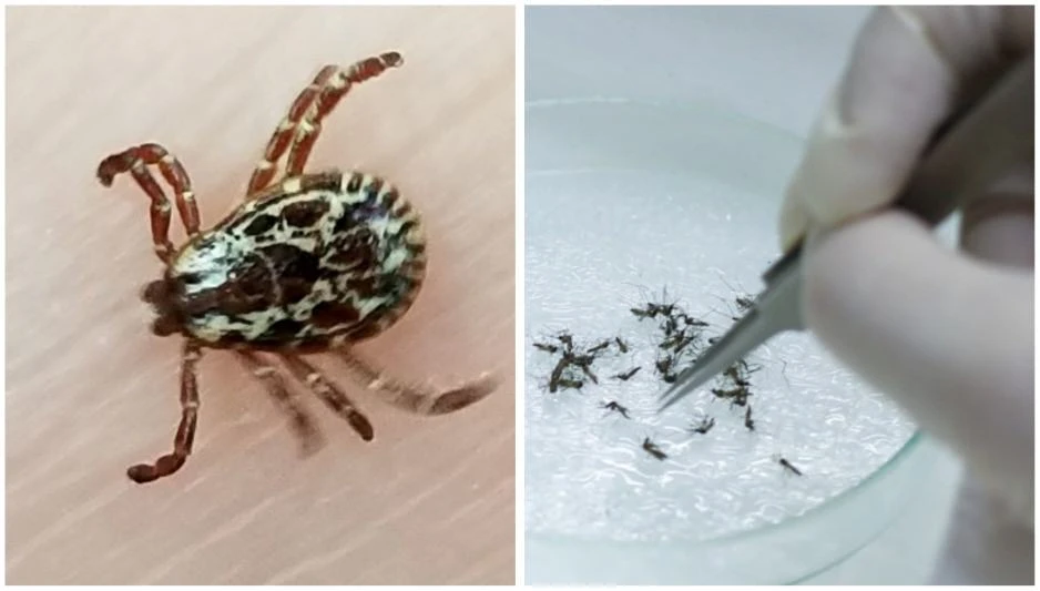 Left: The American dog tick is one of the most common species found in Texas and is a known vector of pathogens that impact human health. Right: Texas A&M AgriLife Extension Service has led efforts to train professionals responsible for controlling and monitoring vectors like mosquitoes.