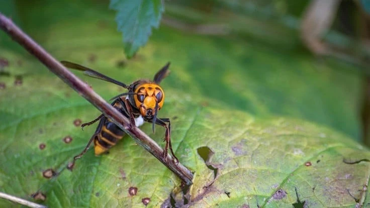 The Asian giant hornet is now the northern giant hornet.