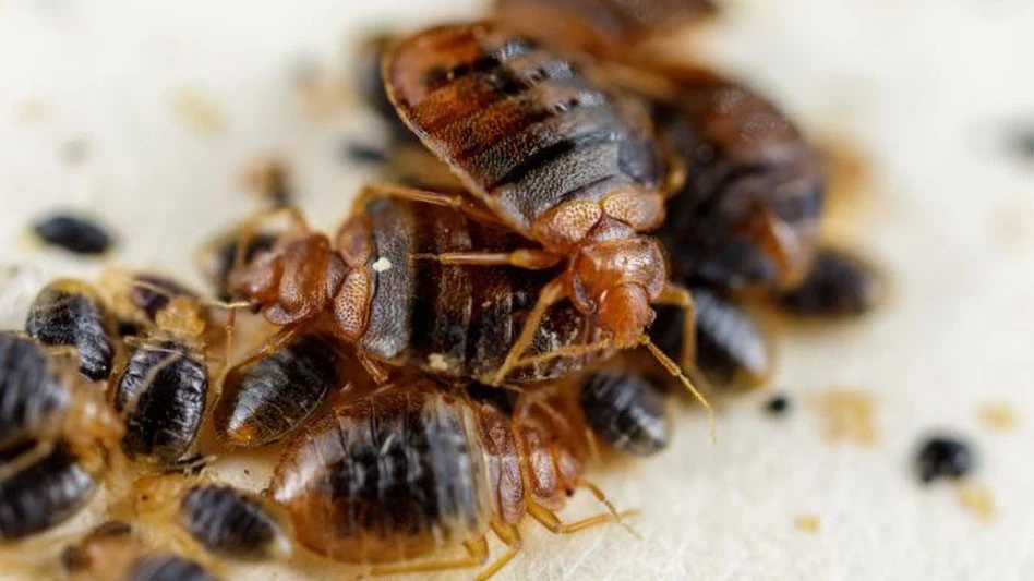 bed bug colony University Kentucky