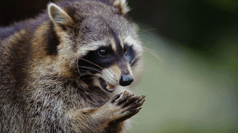 raccoon