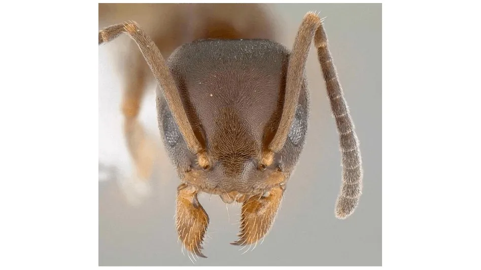 Ants - Pest Control Technology