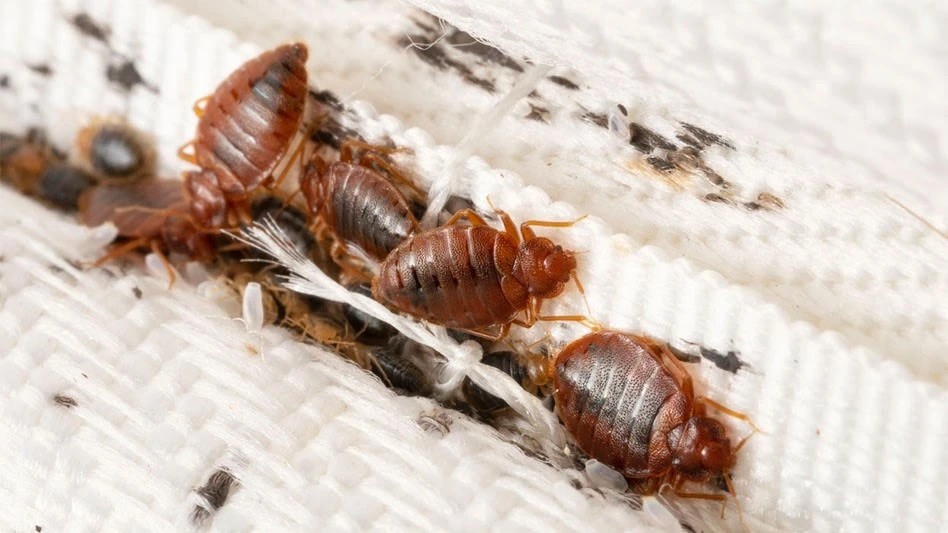 A bed bug colony on a mattress cloth.