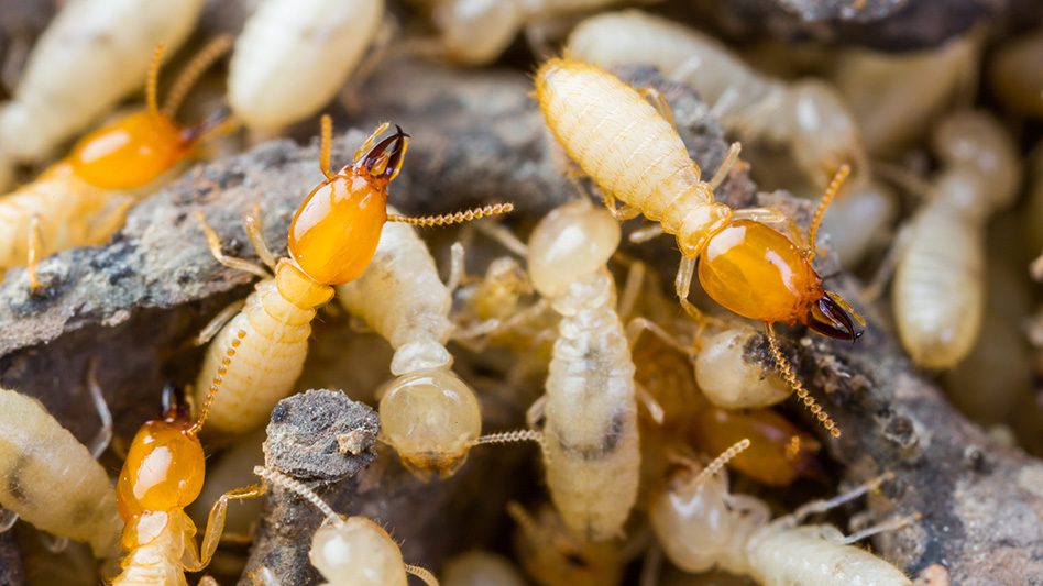 Termite Swarms - Pest Control Technology