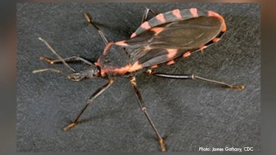 Kissing bug