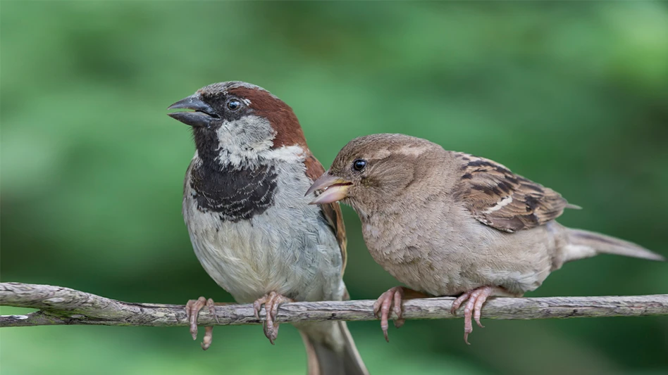 Two house sparrows