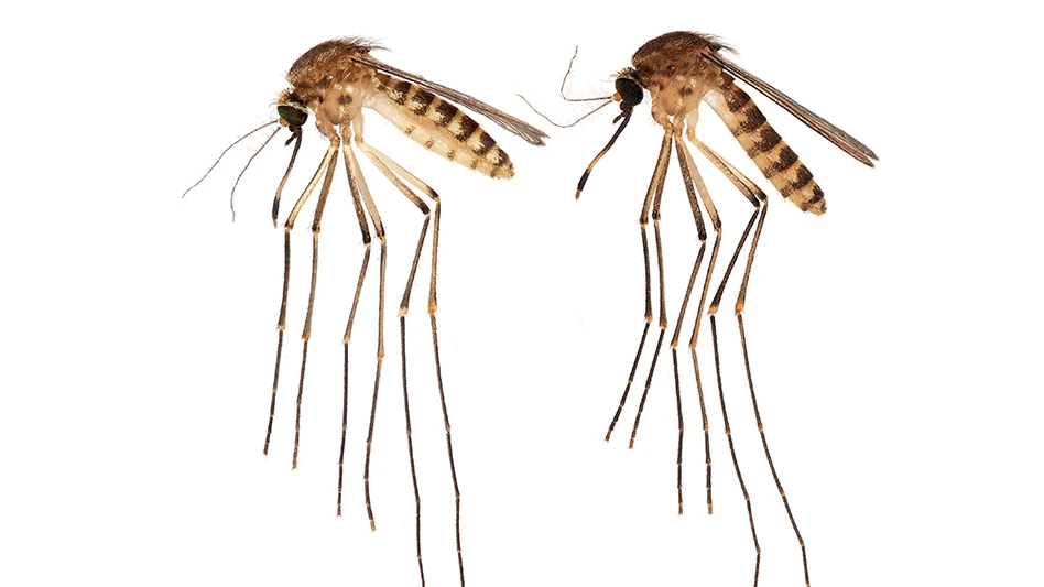 A mosquito known only by its scientific name, Culex lactator, is the latest to establish in the Sunshine State.