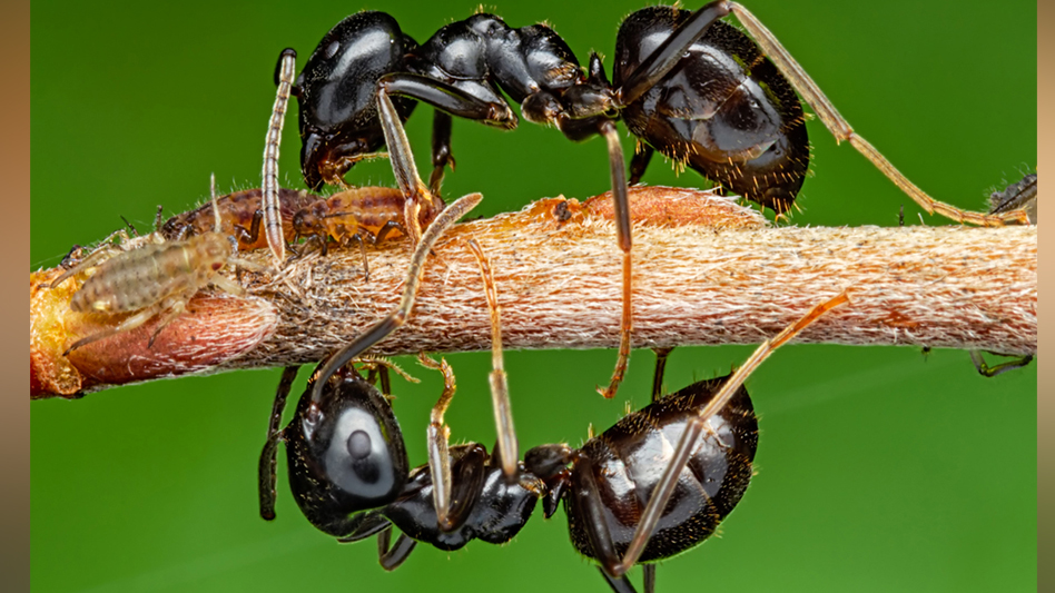 Aphids and online ants