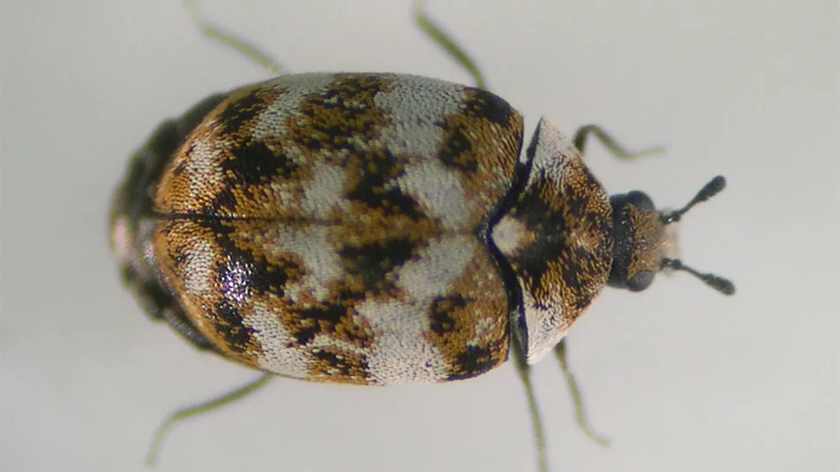 How to Find Carpet Beetles in Your Home