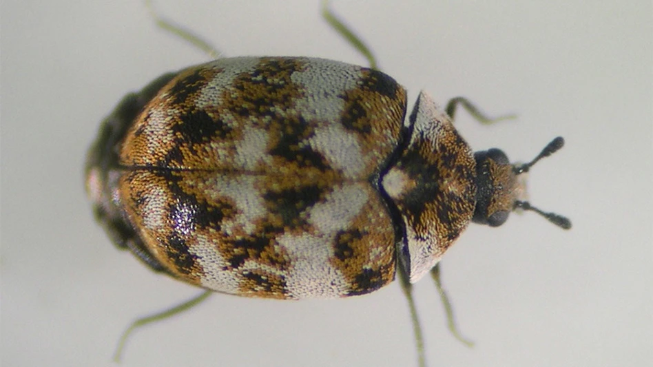 Carpet beetles can be black or have varied colors on their backs.