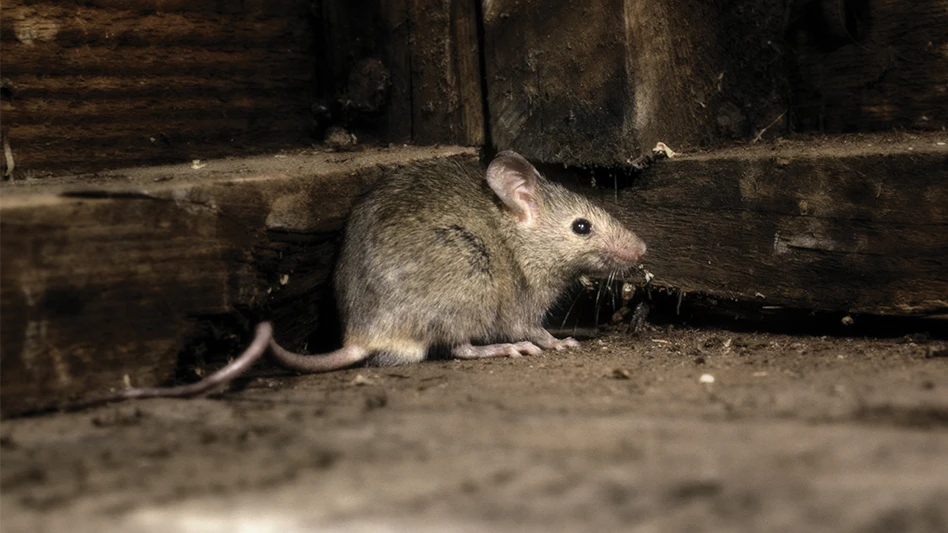 House mouse.