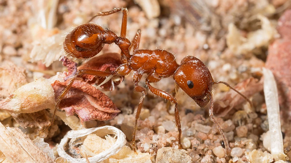 Harvester ants play many important roles in ecosystems. The Californian harvester ant (Pogonomyrmex californicus), pictured here, harvests seeds from a variety of plants, builds large nests which enhance soil nutrients, preys upon various arthropods, and is a food source for many insectivores.