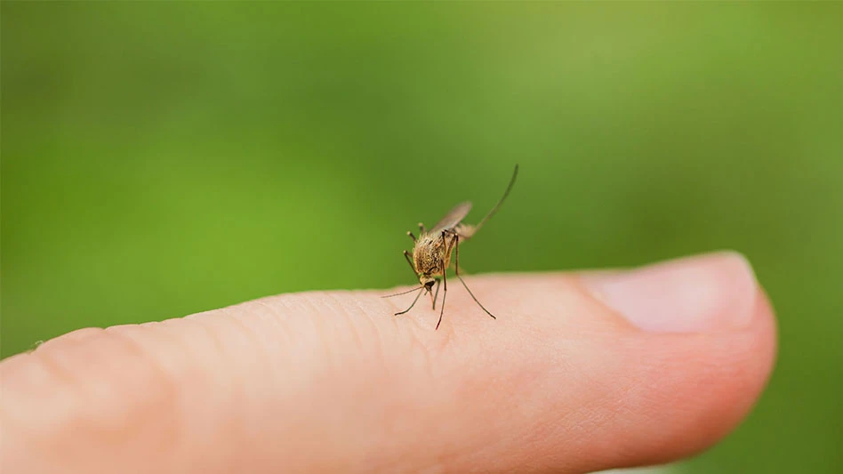 Mosquito biting.