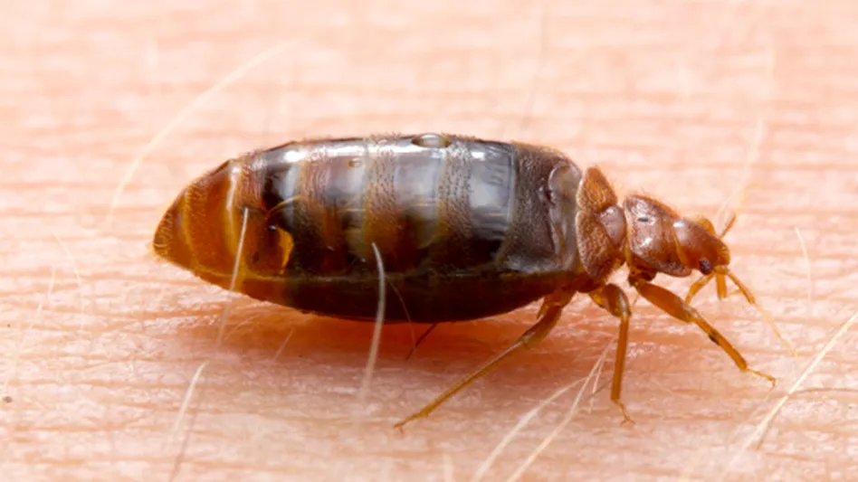 Detecting And Managing Bed Bug Bites Pest Control Technology