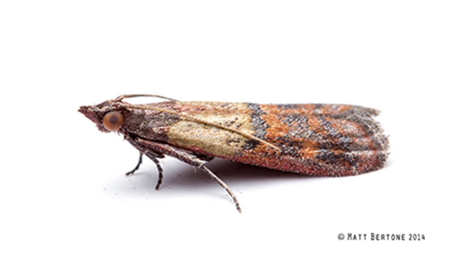 Plodia interpunctella, adult Indian Meal Moth