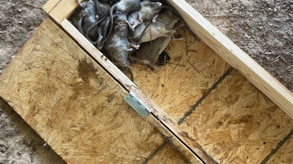 rat nest box