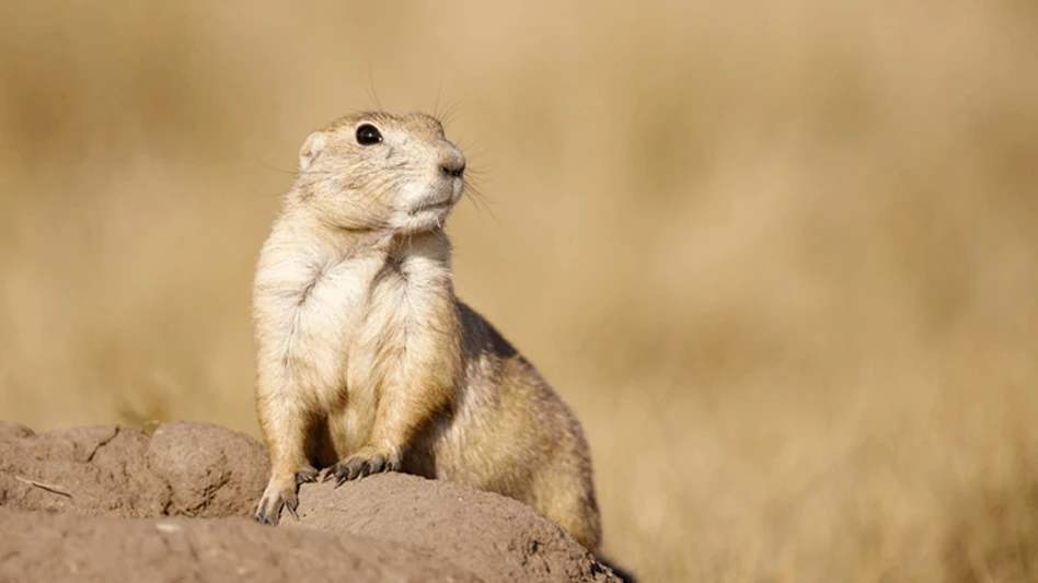 Similar to the chipmunk, the prairie dog is a type of rodent that belongs to the family Sciurudae.