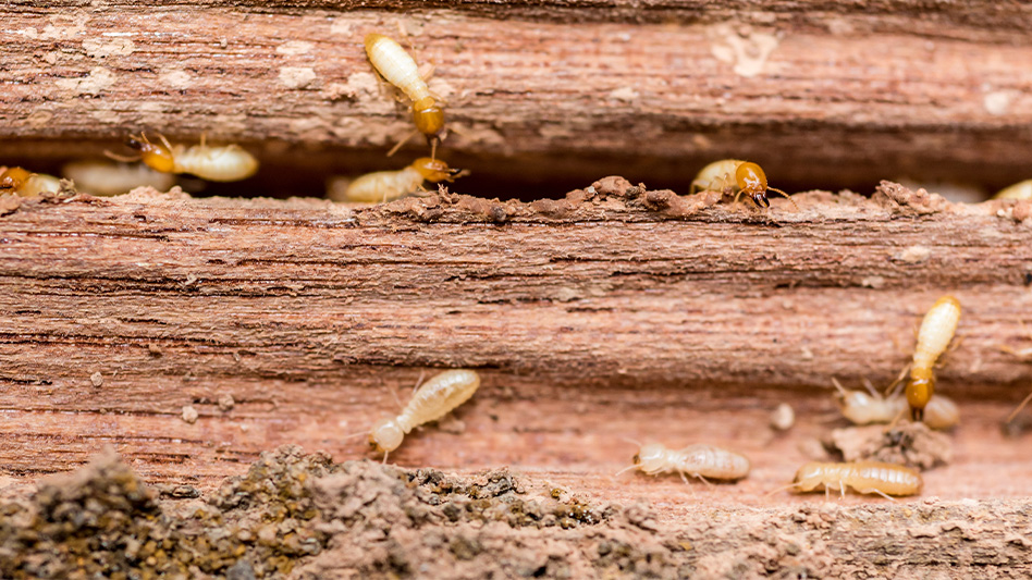 Termite larvae deals