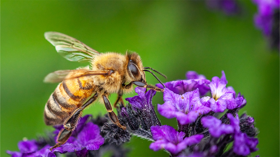 Abell Pest Control Raised Awareness for World Honey Bee Day - Pest