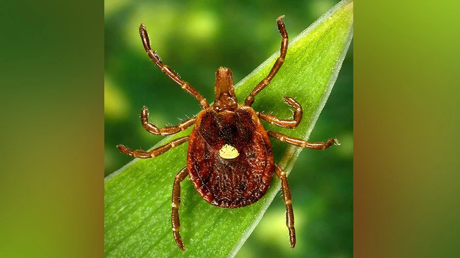 The lone star tick can transmit a molecule that causes alpha-gal syndrome, a food allergy to red meat.