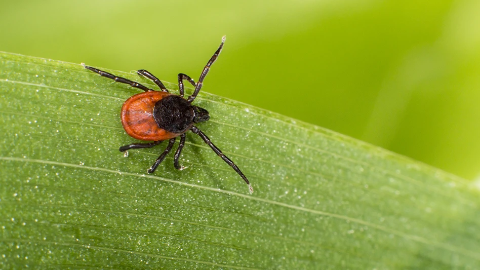 The castor bean tick (Ixodes ricinus)