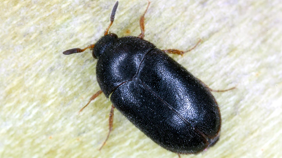 The black carpet beetle Attagenus unicolor Dermestidae family common home pest.