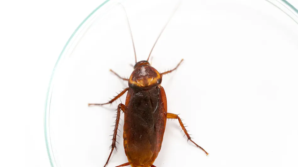 Annual Cockroach Control Issue] Preventing Resistance to Bait Products -  Pest Control Technology
