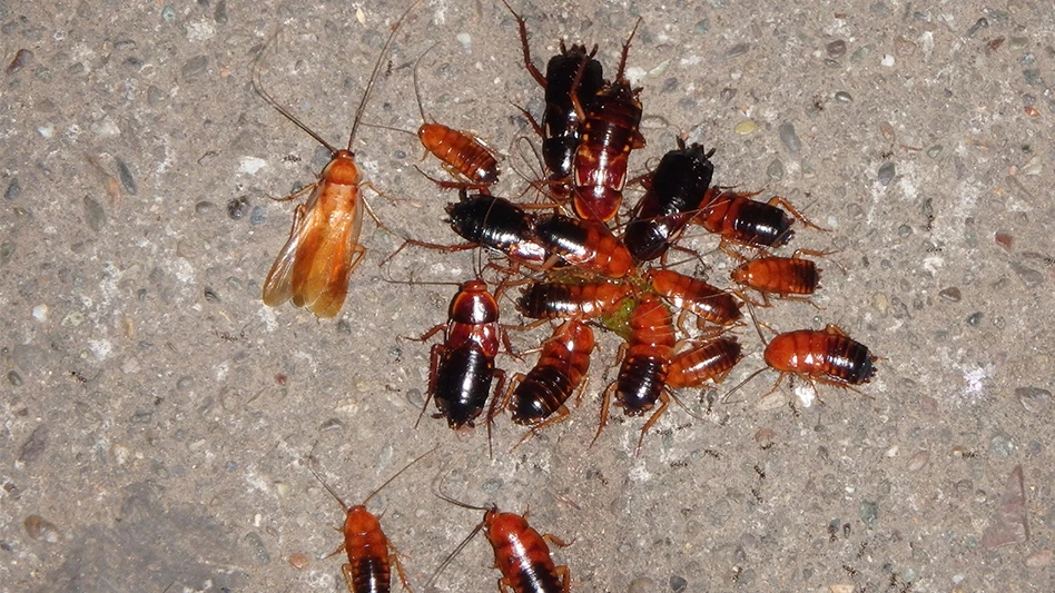 Turkestan cockroaches spilled food