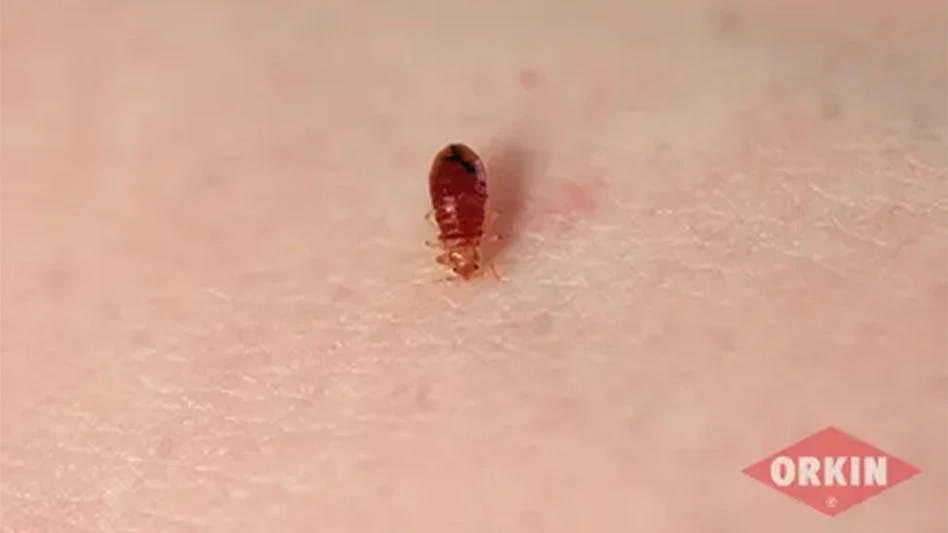 Bed bug on skin Orkin