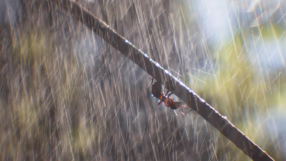 An ant in close-up is hiding from heavy rain under a tree branch upside down