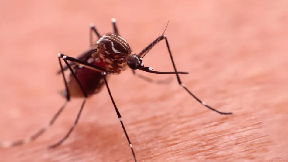 A mosquito that carries dengue fever and Zika virus is sucking blood on a person's skin.