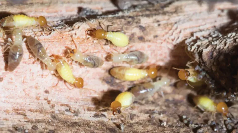 Bayer Introduces Maxforce Quantum Ant Bait - Pest Control Technology