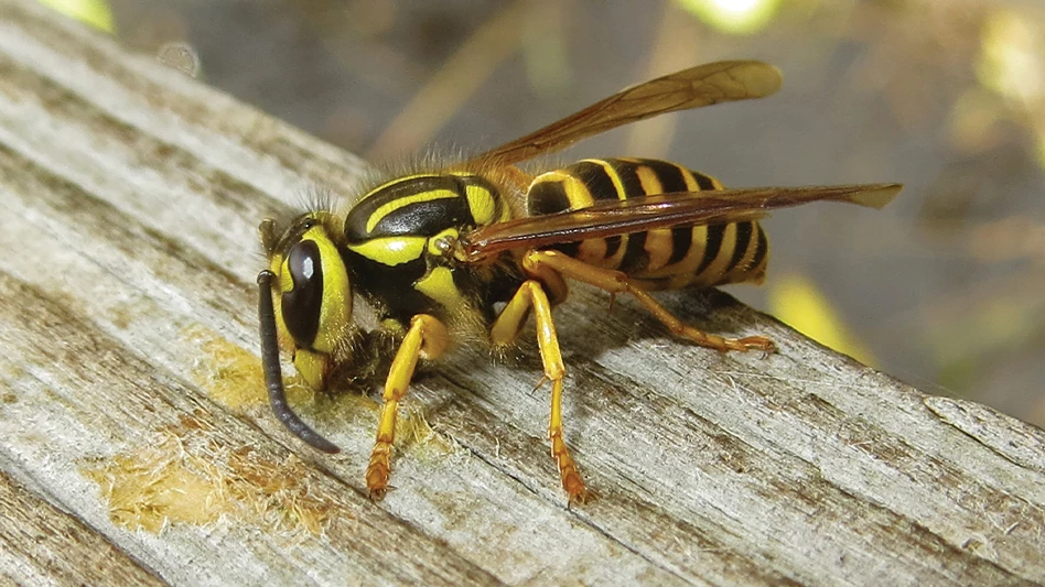 yellowjacket